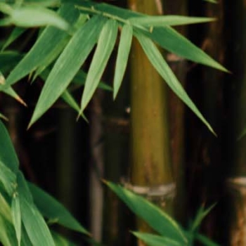 Bambusmöbel Vorschaubild