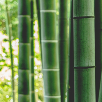 Bambus: Hochwertiges Baumaterial