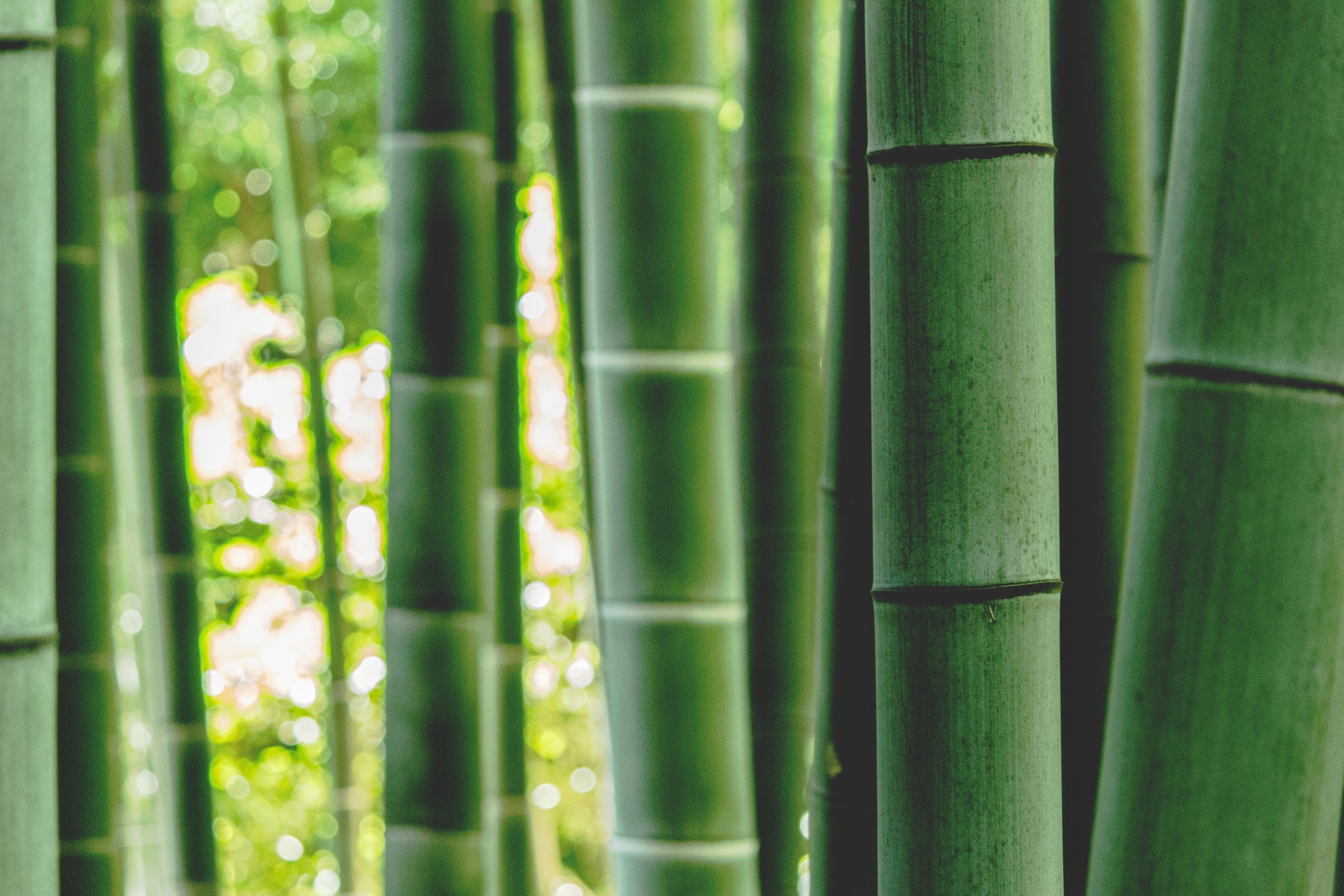 Bambus: Hochwertiges Baumaterial Vorschau