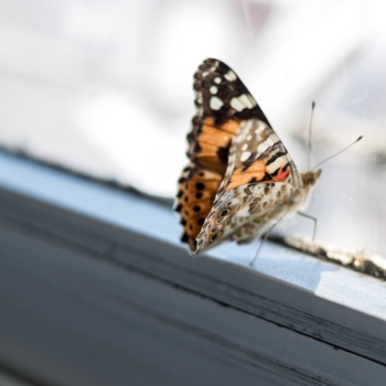 Insektenschutzfenster – so bleiben lästige Insekten im Sommer draußen
