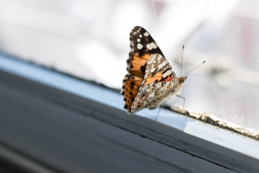 Insektenschutzfenster – so bleiben lästige Insekten im Sommer draußen Vorschaubild