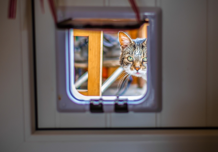 Katzenklappen – Luxus für den Stubentiger Vorschaubild