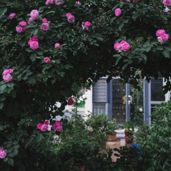 Rosenbogen: Blühende Augenweide im Garten