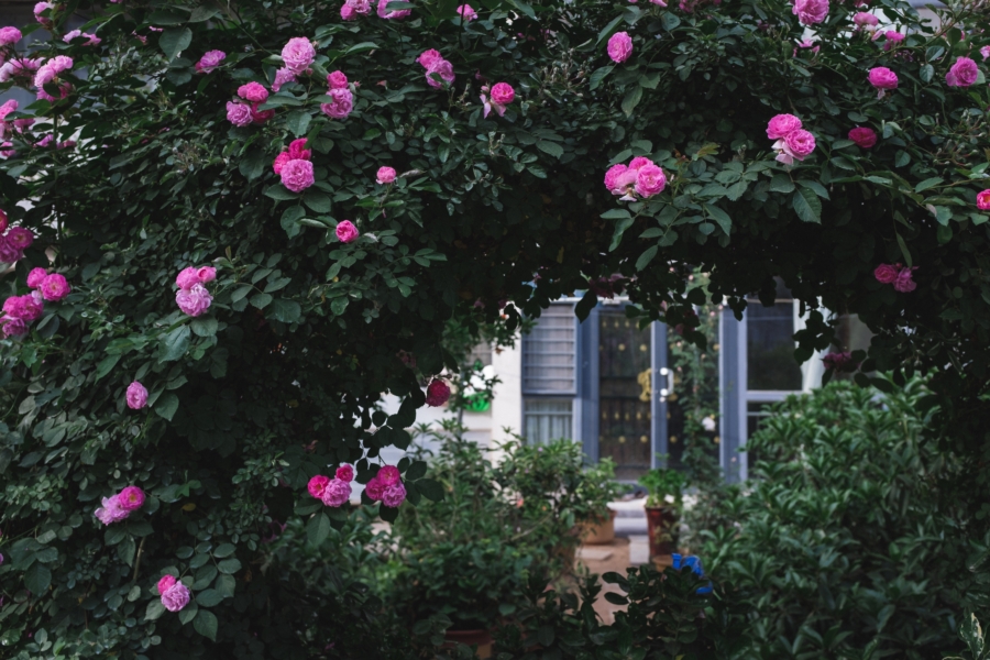Rosenbogen: Blühende Augenweide im Garten Vorschaubild