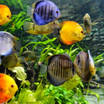 Aquarium – Unterwasserschönheit für zu Hause