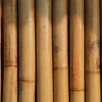 Bambus – Ein edler Baustoff